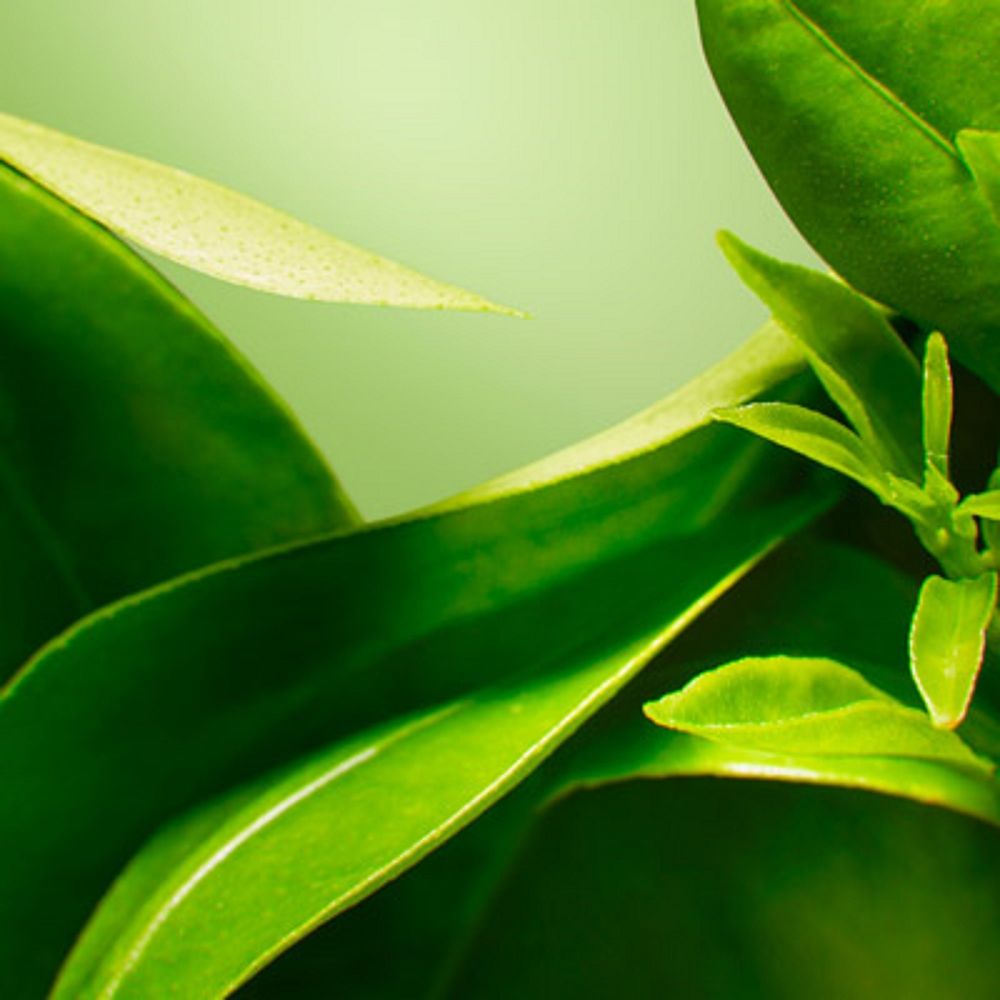 source